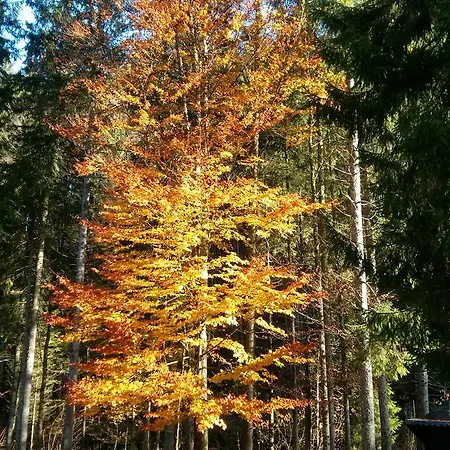 The Treehouse Backpacker Grünau im Almtal